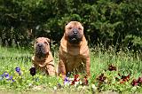 SHAR-PEI 961